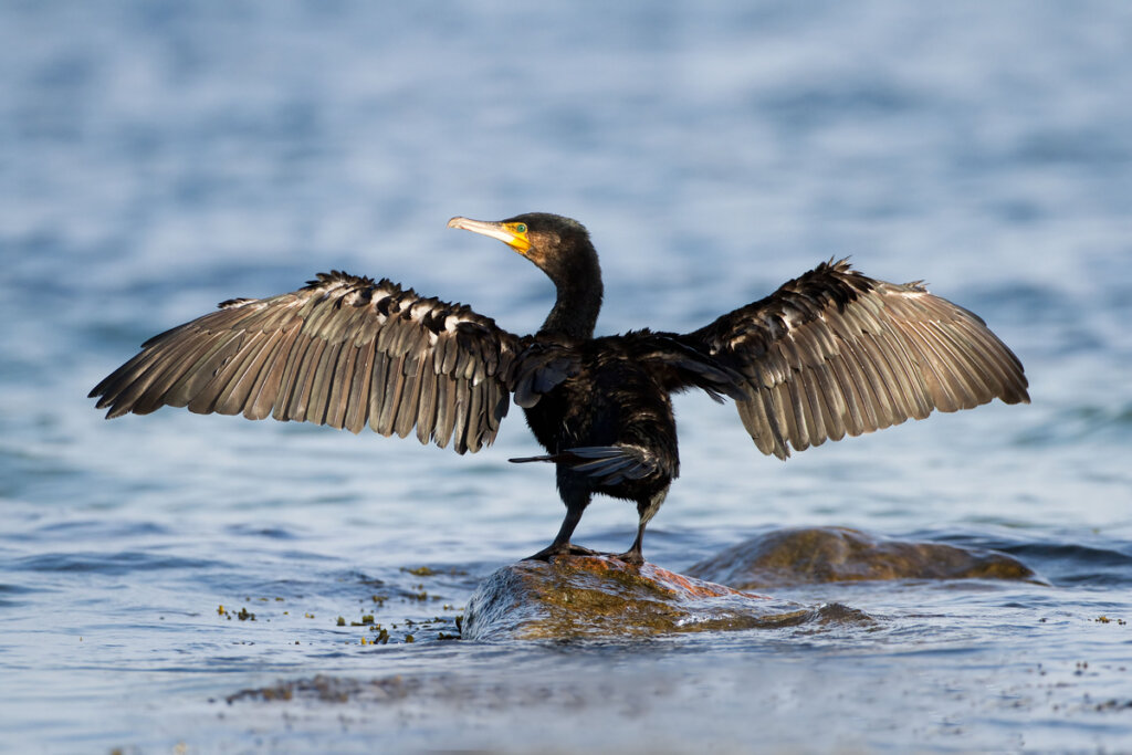 Apprenez à connaître le cormoran : habitat, caractéristiques et reproduction