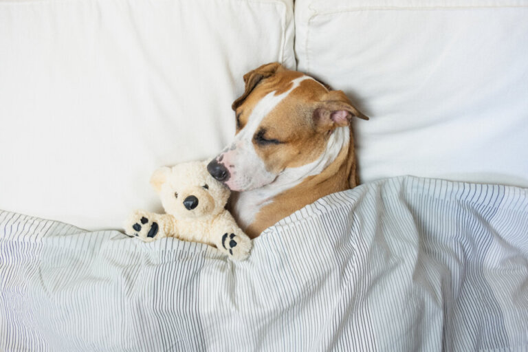 Les facteurs qui affectent le sommeil de votre chien