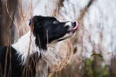 Les chiens qui habitent Tchernobyl présentent des différences génétiques