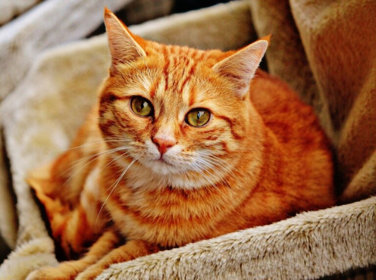 Ténias chez les chats : types, symptômes et traitements