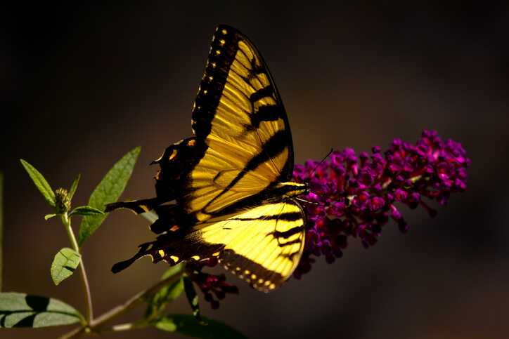 Papillons : découverte de leur habitat et de leur nourriture