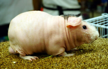 Cochon d'Inde «maigre» ou sans poils : caractéristiques, soins et curiosités