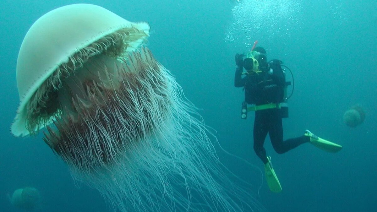 La méduse géante la plus lourde: «Nemopilema Nomurai»