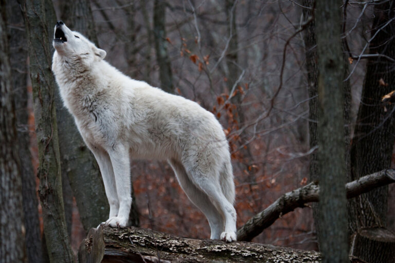 Pourquoi les loups hurlent-ils selon les experts?