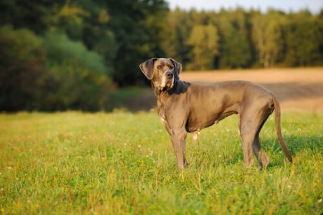 世界で一番大きいピットブル犬のハルク