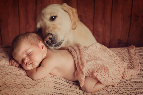 犬が赤ちゃんと初対面する前にすべき６つのこと