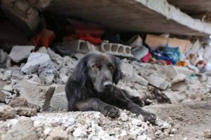 エクアドル地震：倒壊した家から離れない犬