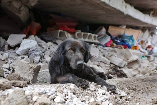 エクアドル地震：倒壊した家から離れない犬