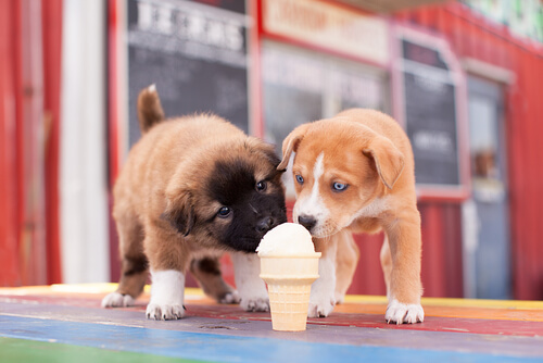 アイスを食べる二匹の子犬