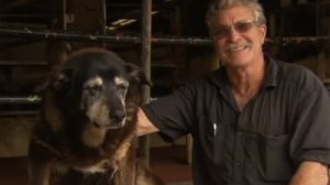 世界最高齢の犬マギー30歳で天国に旅立つ