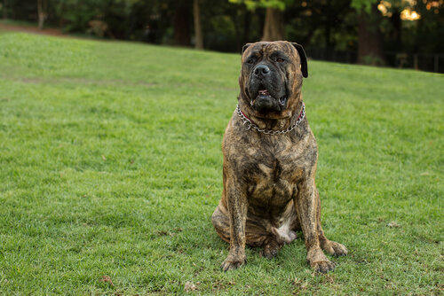 ブルマスティフは最も大きい犬種の一つです