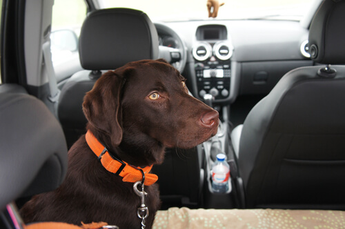 シートベルトの安全性：愛犬にもシートベルトを