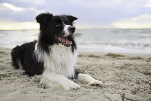 砂浜に座っている犬