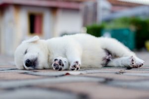昼寝する白い子犬