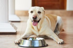 犬に餌を与えている時にあなたが犯している４つのミス