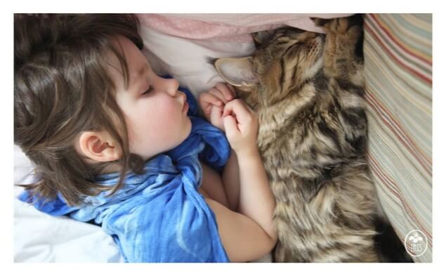 少女と一緒に寝る猫