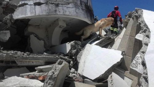 エクアドルの捜索救助犬：素晴らしい仕事ぶり