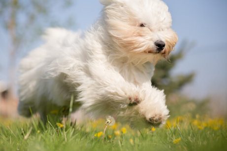 走る白い犬