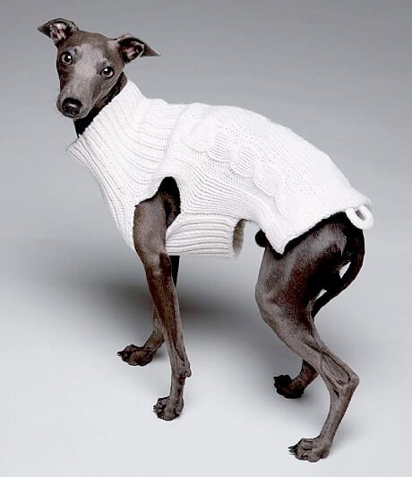 セーターを着る犬