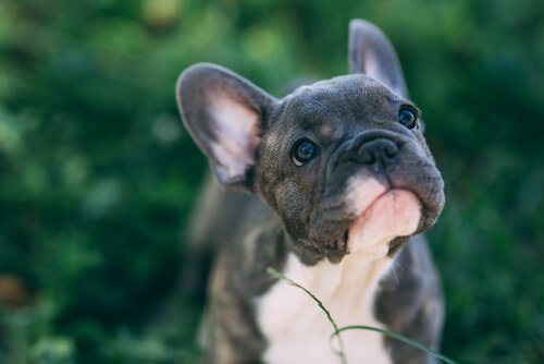 犬によく見られる耳の感染症