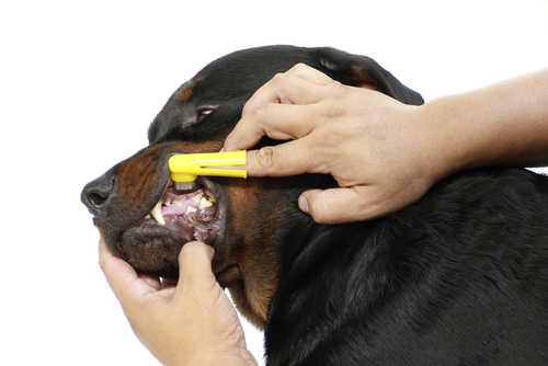 これで簡単！犬の歯磨き