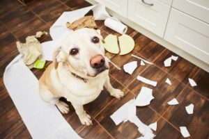 犬の問題行動を防ぐための5つのヒント