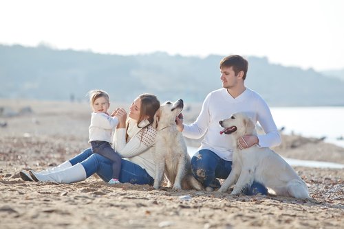 ビーチで遊ぶ犬と家族