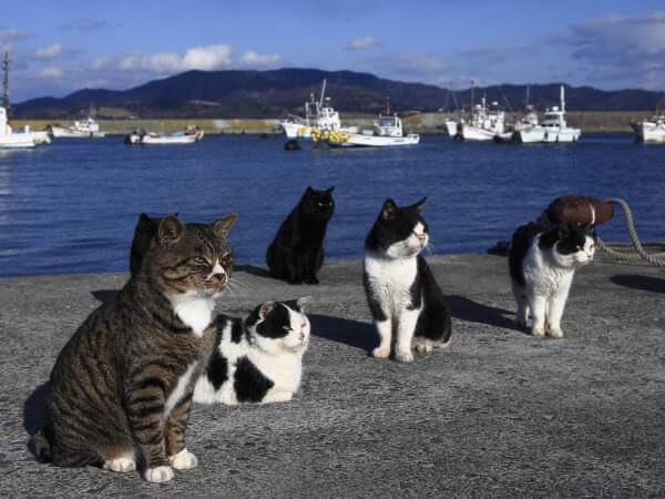 海岸に座る猫達