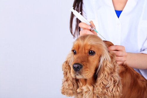 医師からワクチン接種を受ける犬