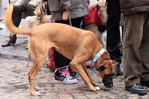 犬に関する罰金について（スペイン）