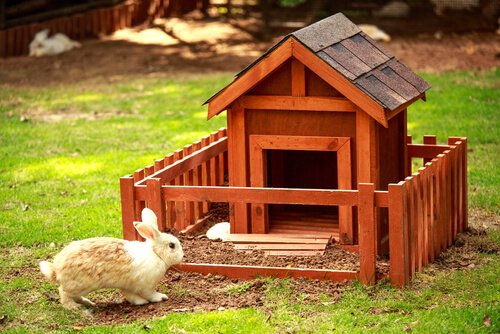 ウサギと家