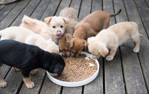 子犬の食事についてのコツやガイドライン