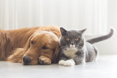 犬と猫に迫る7つの危険な病気