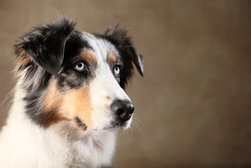 動物の知能：犬は人を騙すことがある?