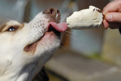 差し出されたアイスを舐める犬