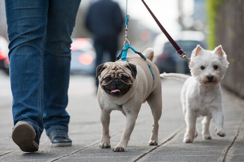 首輪とハーネスをそれぞれつけて散歩する犬