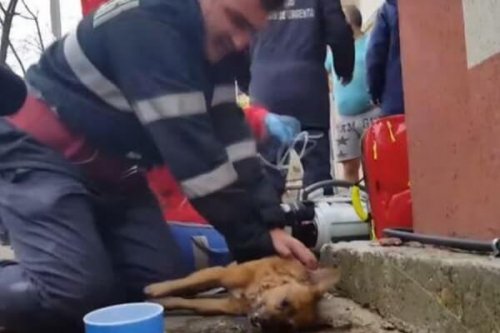 人工呼吸で犬を救った消防士