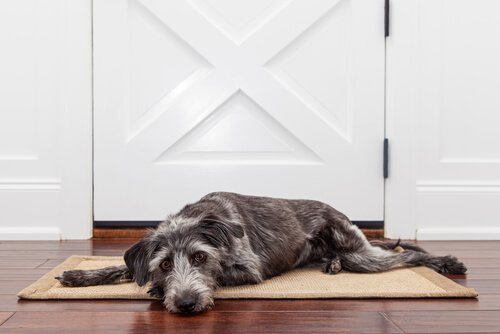 ドアの前で横になる犬