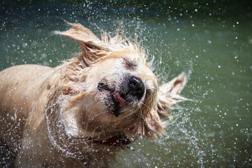 体を振り回して水を飛ばす犬