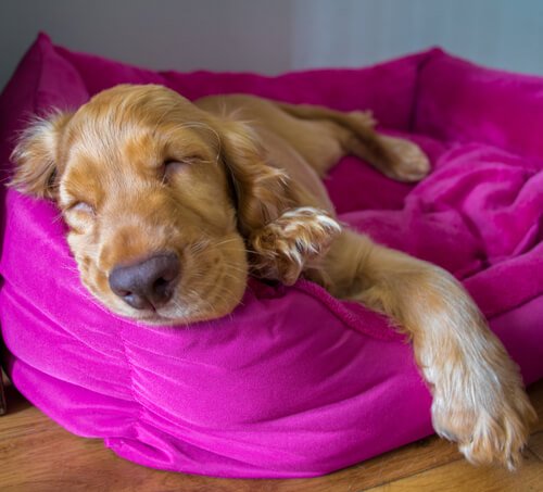 犬は寝ている時にどんな夢を見ているのか？