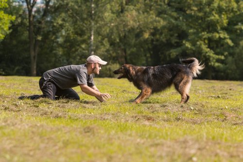 犬の訓練２ 自立心