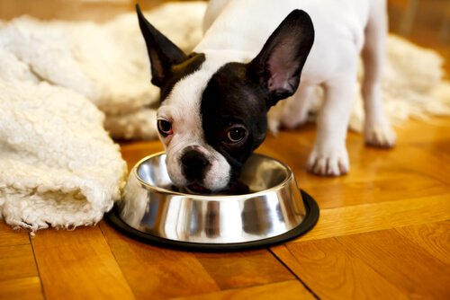 ご飯を食べる犬　消化不良