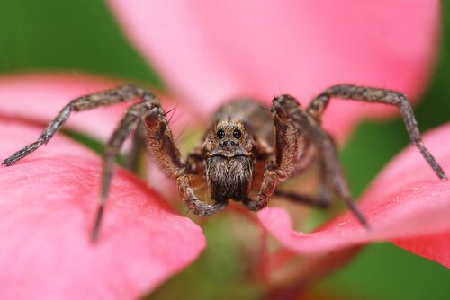 花の上のクモ 最も危険なクモ