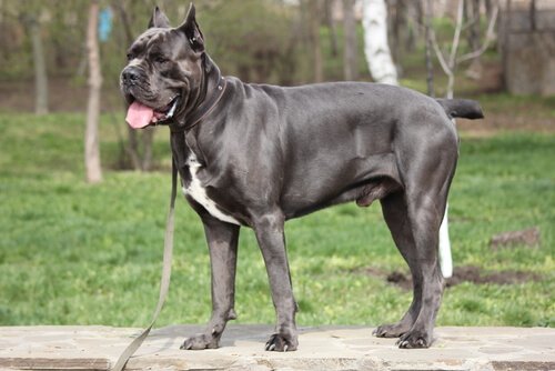 カネコルソ：強くて穏やかなイタリアの大型犬