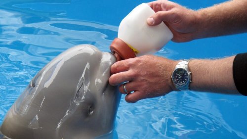 救出された可愛いシロイルカの赤ちゃんについて知ろう