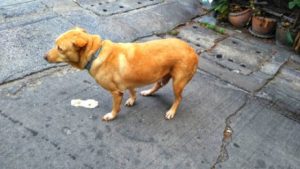 黄色い嘔吐：犬が吐いてしまう理由とその症状