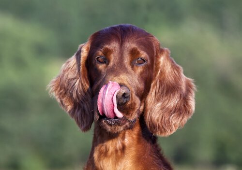 舌舐めずり をしている犬