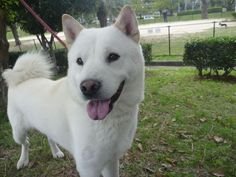 白い北海道犬