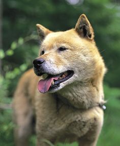 森の中の北海道犬