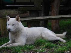 草の上に寝そべる北海道犬